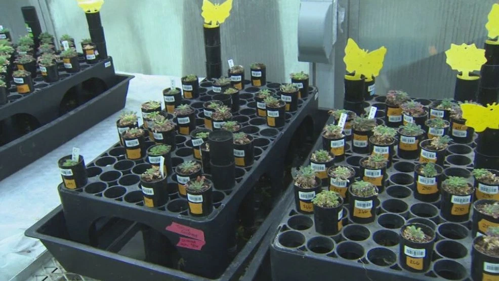 Boise State scientist helps identify endangered plants at highest risk of extinction (CBS2 photo)