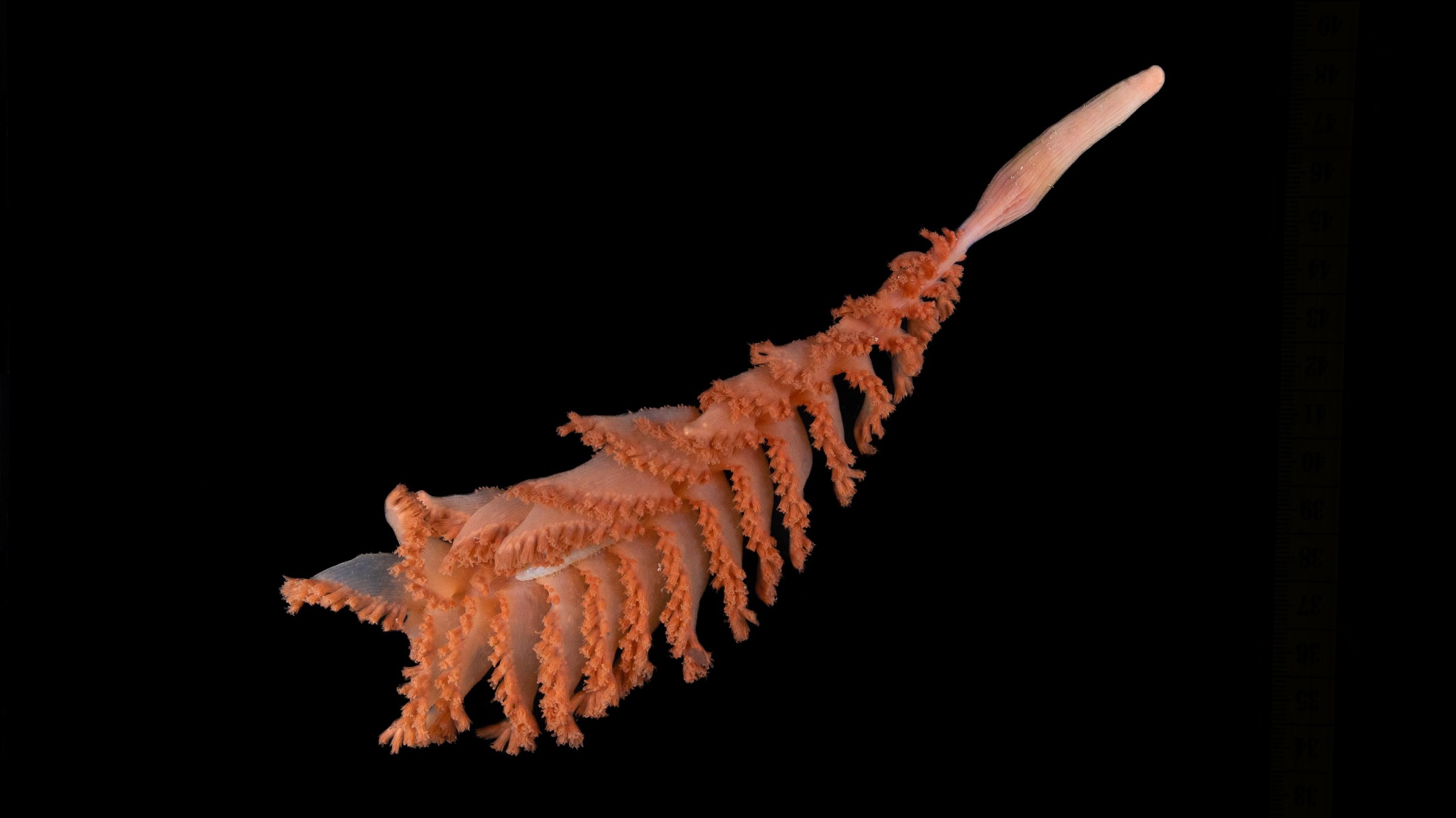 An orange, feathery coral shaped like a quill pen.