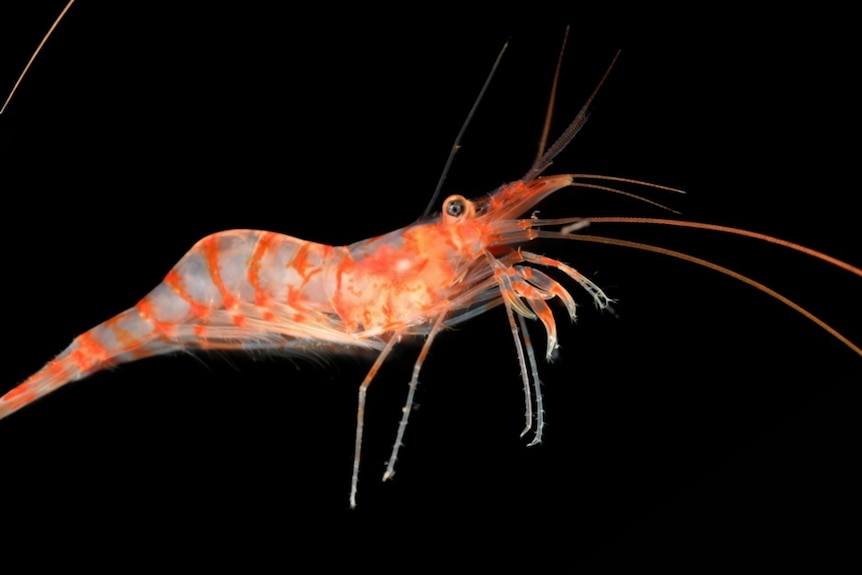 Two pictures of a new shrimp, one from the top down, one from the side. Its mandibles are outstretched.