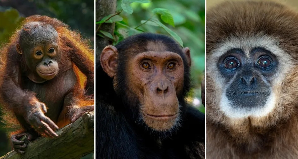 biology, human evolution, scientific study