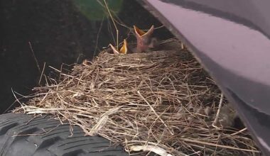 Robin nest delays sold truck pickup at Olathe dealership