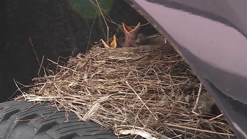 Robin nest delays sold truck pickup at Olathe dealership