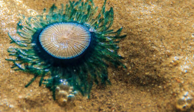 Researchers discover mysterious blue creatures may survive for years drifting across ocean surface
