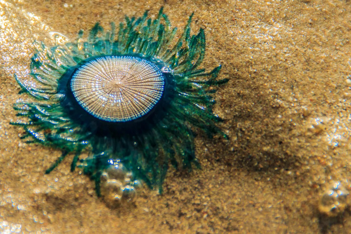 Researchers discover mysterious blue creatures may survive for years drifting across ocean surface
