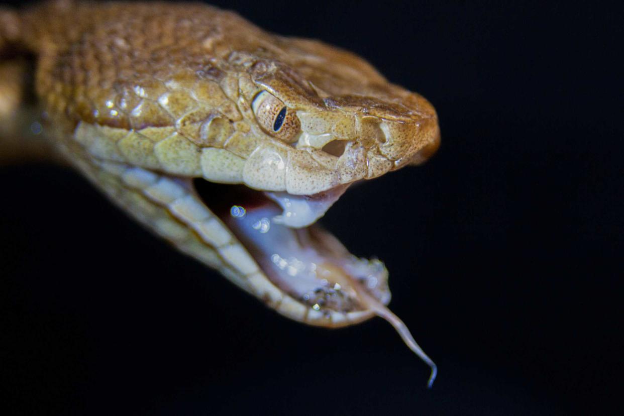Macro portrait of a copperhead snake.