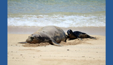 Seattle man investigated after viral video shows rock thrown at endangered monk seal in Hawaii