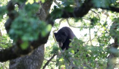 bear sighting renton...