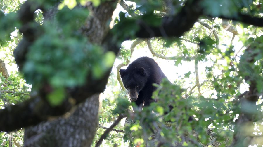 bear sighting renton...