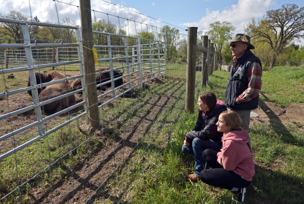Visitors Kenzie Mathey, left, Jenny Johnson and Kevin Mathey of Sycamore watch the small herd of bison rest at Burlington Prairie Forest Preserve in far western Kane County on Friday, May 1, 2026. (H. Rick Bamman/For The Beacon-News)