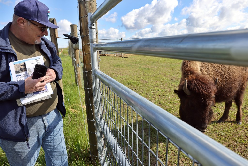 Public can now visit bison herd at Kane County preserve
