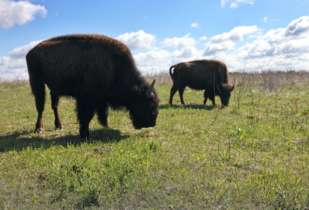 Bison graze at the Burlington Prairie Forest Preserve near Sycamore on Friday, May 1, 2026.H. Rick Bamman/for the Beacon-News
