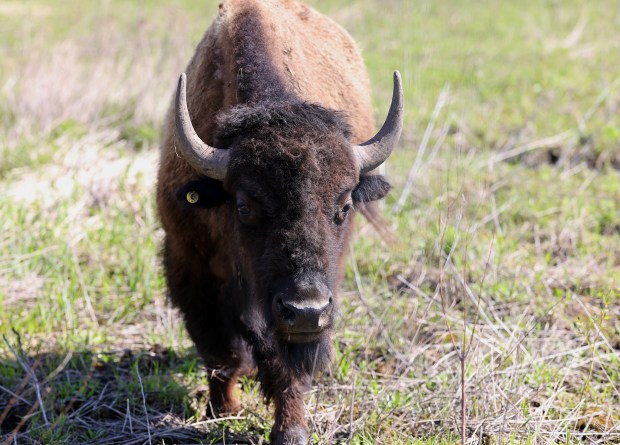 A young bison grazes at Burlington Prairie Forest Preserve in far western Kane County on Friday, May 1, 2026. (H. Rick Bamman/For The Beacon-News)