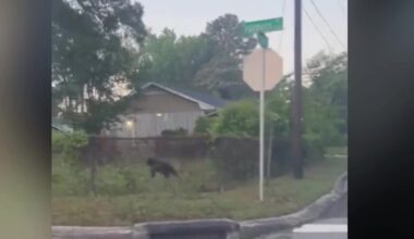 Black bear seen running through streets in Wilmington