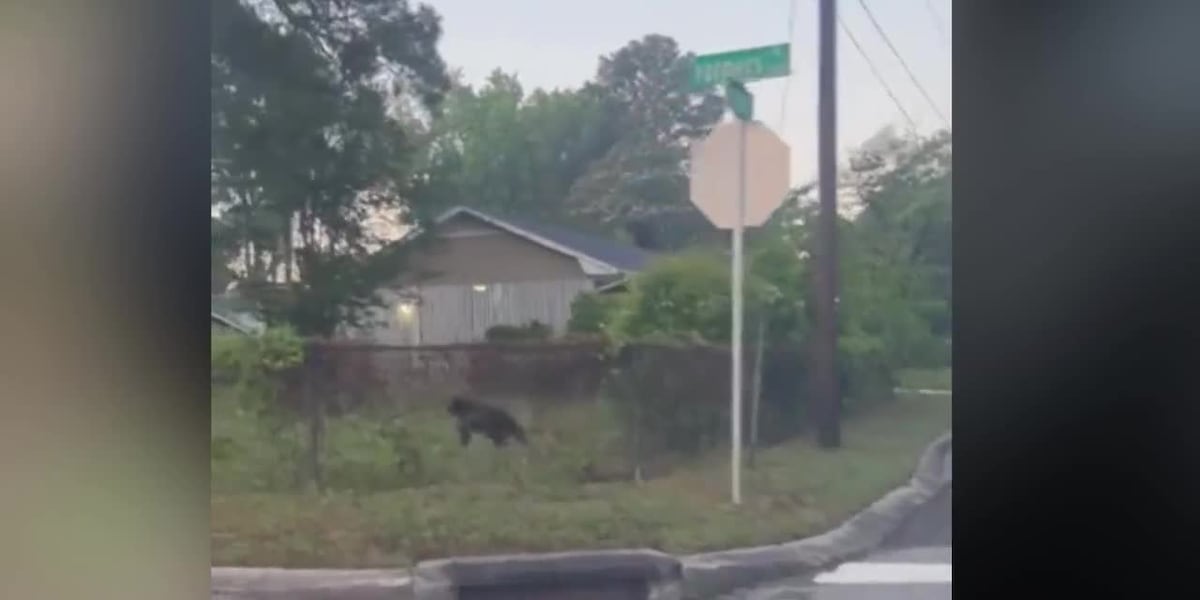 Black bear seen running through streets in Wilmington