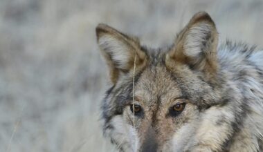 Elk, wolves top worry list
