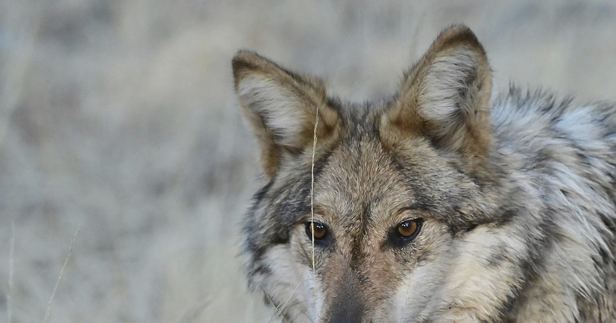 Elk, wolves top worry list