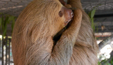 Dead Sloths Florida