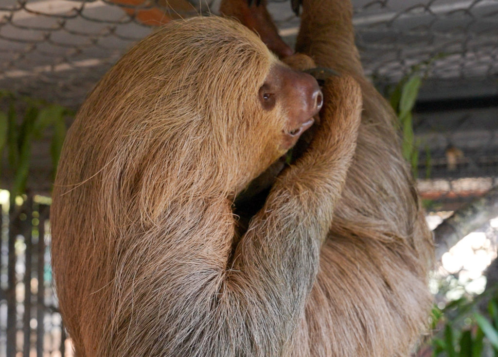 Dead Sloths Florida