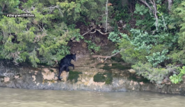 WATCH: Black bear spotted swimming at Lake of the Ozarks