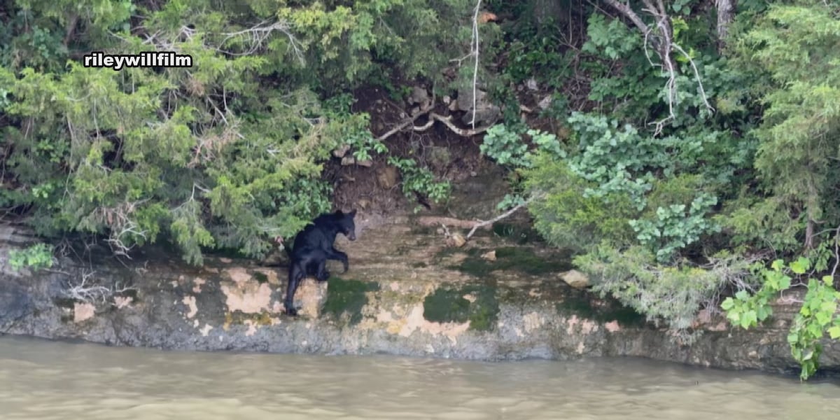 WATCH: Black bear spotted swimming at Lake of the Ozarks