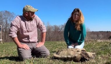 Watch: Alligator snapping turtle found in Massachusetts pond