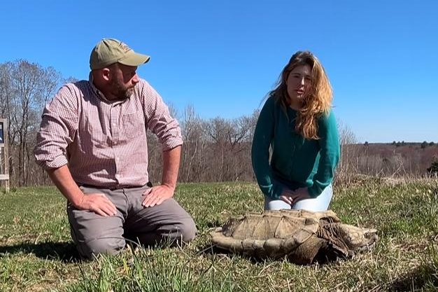 Watch: Alligator snapping turtle found in Massachusetts pond