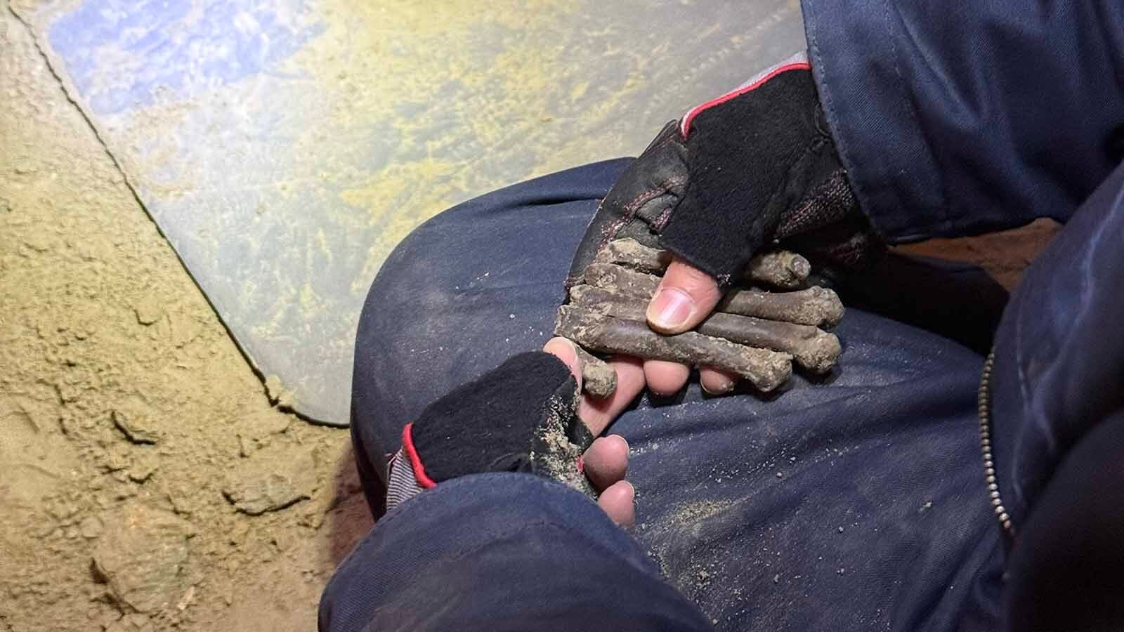 A fully articulated Miracinonyx “hand” (all five metacarpals, without toes) excavated in 2025.