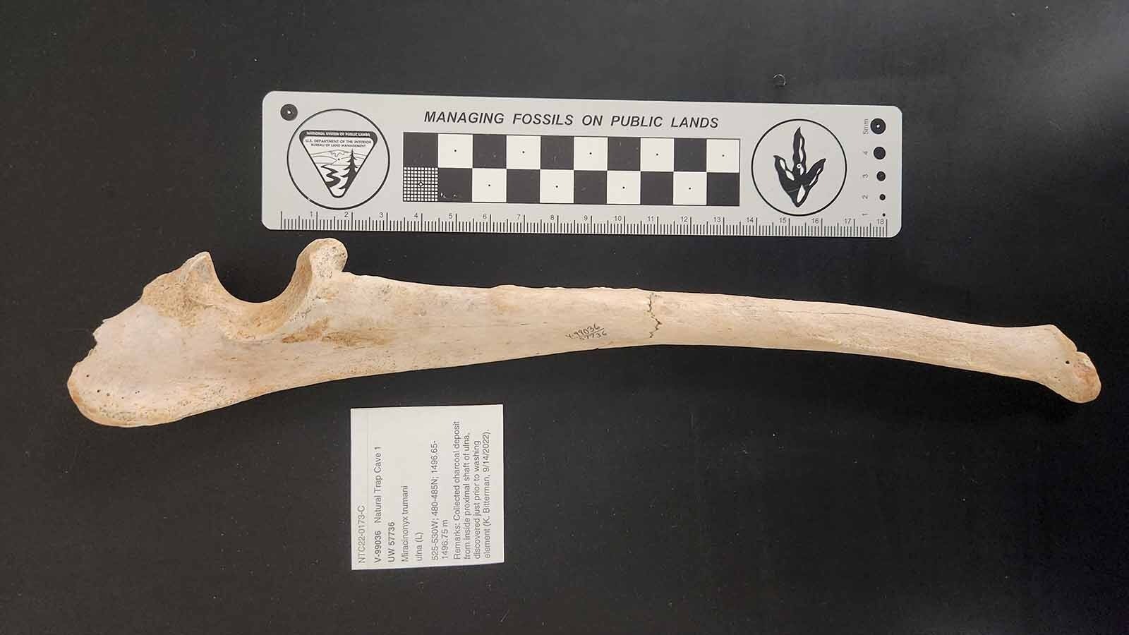 A fossilzed bone of an American cheetah found in Wyoming's Natural Trap Cave in 2014 or 2015.