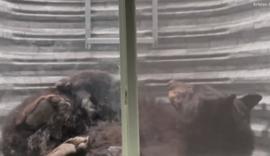 250-pound black bear relocated after becoming stuck at Falcon home