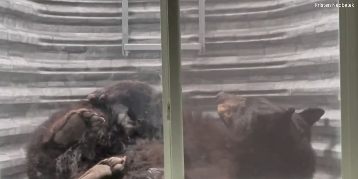 250-pound black bear relocated after becoming stuck at Falcon home
