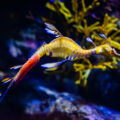 A male leafy seadragon carries bright pink eggs on his tail within a tank at the Birch Aquarium