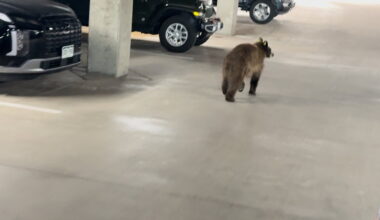 Local business surprised by bear sighting in parking garage