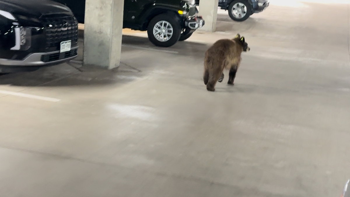 Local business surprised by bear sighting in parking garage