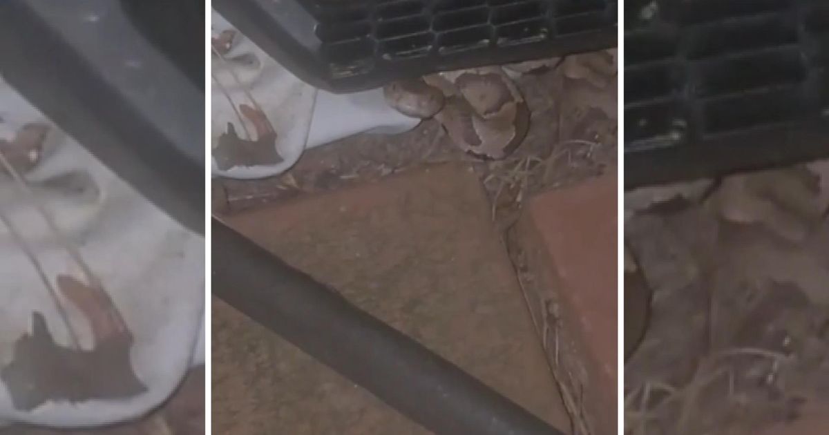 'I count on seeing them': Warmer weather making snake sightings likelier in the Triangle :: WRAL.com