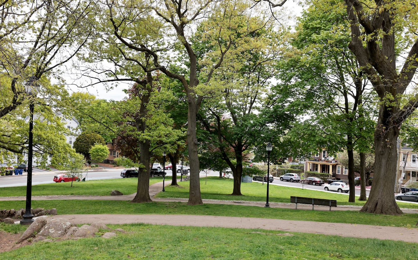 A red oak set to be taken down (center left).