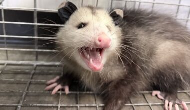 Live opossum captured near Honolulu Airport
