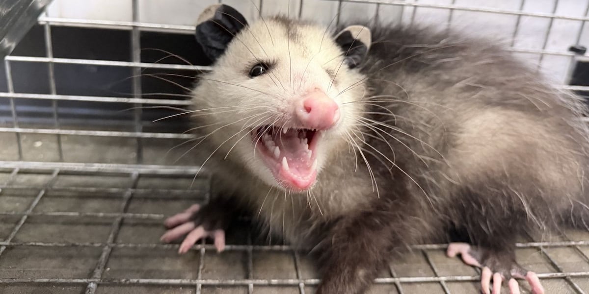 Live opossum captured near Honolulu Airport