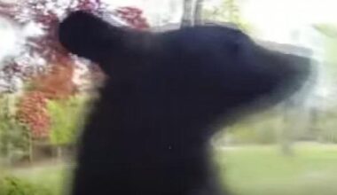 Watch: Bear wanders onto New Jersey porch, rings doorbell