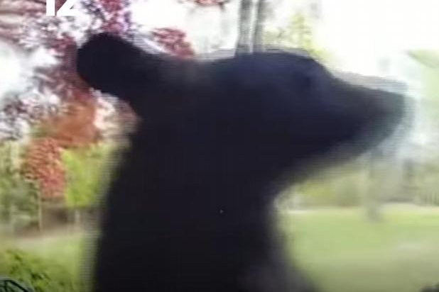 Watch: Bear wanders onto New Jersey porch, rings doorbell