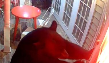 Watch: Bear's attempted bakery break-in caught on camera in Tennessee