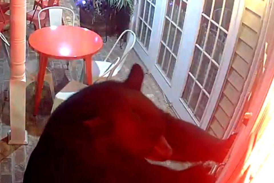 Watch: Bear's attempted bakery break-in caught on camera in Tennessee