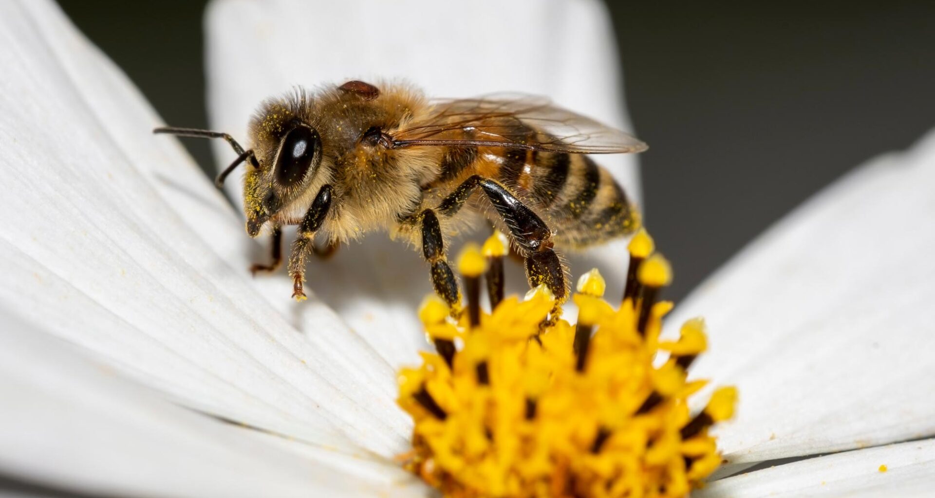 Bee Parasite Varroa Destructor Mite Collects Nectar White Flower