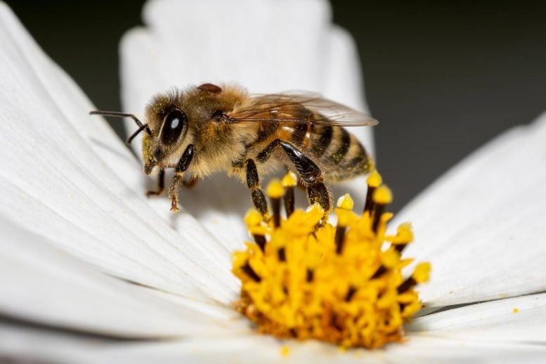Bee Parasite Varroa Destructor Mite Collects Nectar White Flower