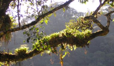 Plant Found in Obscure Brazilian Rainforest Seems Weirdly Good at Fighting Covid-19