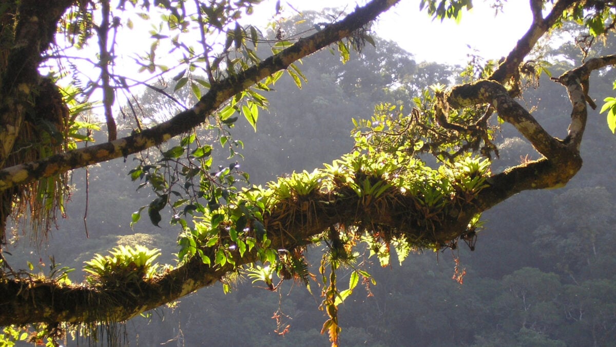 Plant Found in Obscure Brazilian Rainforest Seems Weirdly Good at Fighting Covid-19