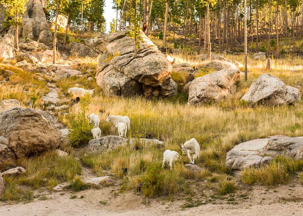 Mountain goats graze in the sun along Needles Highway in South Dakota’s Custer State Park.