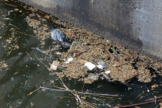 A dead cormorant in the Charles River at the Locks. (Staff photo by Stuart Cahill/Boston Herald)