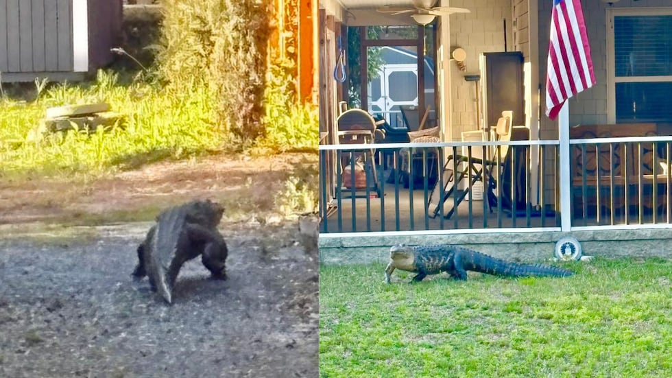 Photos showing an alligator walking through yards, courtesy of the Southport police department