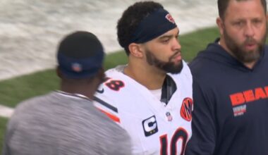 Bears