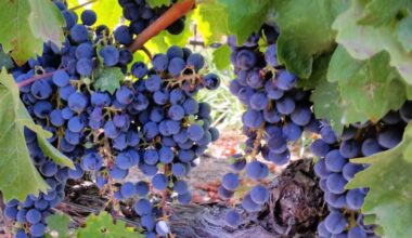 Researchers Find Surprising Link Between Grapes and Sun Protection